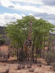 Tiere176