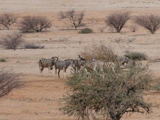 Tiere118